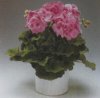 Виды комнатных растений. Pelargonium grandiflorum. Пеларгония крупноцветковая.