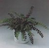 Комнатные растения. Виды. Pellaea rotundifolia. Пеллея круглолистная.