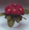 Виды комнатных растений. Primula vulgaris. Примула обыкновенная.
