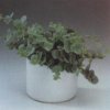 Sedum sieboldii. Очиток Зибольда. Виды комнатных растений.