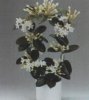 Комнатные растения. Виды. Stephanotis floribunda. Стефанотис обильноцветущий.