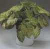 Виды комнатных растений. Syngonium podophyllum. Сингониум ножколистный.