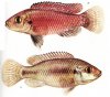 Аквариумные рыбы. Виды рыб. Хаплохромис мультиколор. Pseudocrenilabms multicolor (Hilgendorf, 1903).