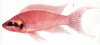 Аквариумные рыбы. Виды рыб.  Lamprologus brichardi .
