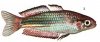 Аквариумные рыбы. Виды рыб.  Радужная рыбка. Melanotaenia maccullochi Ogilby, 1915.
