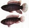 Аквариумные рыбы. Виды рыб.  Бадис-бадис, или Рыба-хамелеон. Badis badis (Hamilton - Buchanan, 1822).