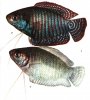 Аквариумные рыбы. Виды рыб.  Лялиус. Colisa lalia (Hamilton-Buchanan, 1822).