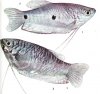 Аквариумные рыбы. Виды рыб.  Гурами пятнистый. Trichogaster trichopterus trichopterus.