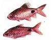 Аквариумные рыбы. Виды рыб.  Пунтиус филаментозус. Puntius filamentosus.