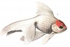 Аквариумные рыбы. Виды рыб.  Китайский серебряный карась. Carassius auratus auratus var. bicaudatus.
