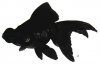 Аквариумные рыбы. Виды рыб.  Китайский серебряный карась. Carassius auratus auratus var. bicaudatus. 