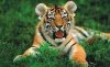 Спасенные в тайге амурские тигрицы отправятся в Московский зоопарк