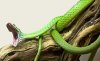 В США в Мировом аквариуме умерла двухголовая змея по имени Мы
