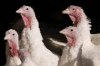 В Чехии обнаружен опасный для человека вирус птичьего гриппа 