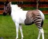 лошадь и зебра в одном животном – такое чудо можно увидеть в  немецком парке .