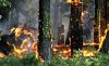 Пожар уничтожил около 400 га леса в районе турецкого курорта Бодрум