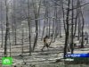 В Европе бушуют лесные пожары. 