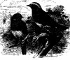 Древесные птицы (Coracornithes). Малиновка, ольшанка, зарянка (Erithacus rubeculus).—