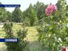 В Ростове-на-Дону утверждена концепция освоения лесных участков