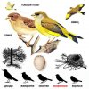 Древесные птицы (Coracornithes). Зеленушка, чинаровка, лесная канарейка, зеленая дубоноска