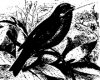 Древесные птицы (Coracornithes). Дикая канарейка (Serinus canarius).