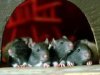 Колумбия отправляет в Испанию и Мексику тренированных крыс