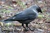 Семейство вороновых (Corvidae). Галка (Colaeus monedula).