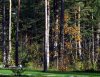 Камеры наблюдения в лесах Эстонии.