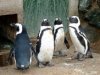 В Перу местные власти закрыли зоопарк из-за участившихся краж пингвинов.