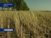 Хозяйствам Заветинского, Ремонтненского и Дубовского районов засуха нанесла наибольший ущерб