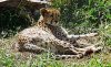 В зоопарке Нальчика самка леопарда родила тройню