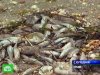 На азовских пляжах Крыма — тонны погибшей рыбы