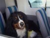 Собака спасла от катастрофы авиалайнер