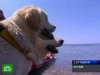 В Италии в службе береговой охраны работают собаки.