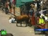 Мексиканский забег быков не обошелся без жертв