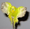 Отряд попугаев (Psittacomithes)