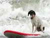 В Калифорнии состоялся чемпионат мира по серфингу среди собак.