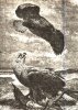 Орланы (Haliaetus).