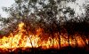 За информацию о поджигателях лесов в Греции назначена награда