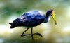 Орнитологи России и США исследуют  "птичьи базары" на Командорских островах