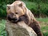 На Камчатке медведь загрыз местного жителя