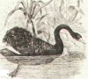 Лебединые (Суgninae). Виды лебедей.