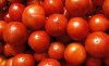 На ежегодное побоище испанцы заготовили более 100 тонн зрелых томатов